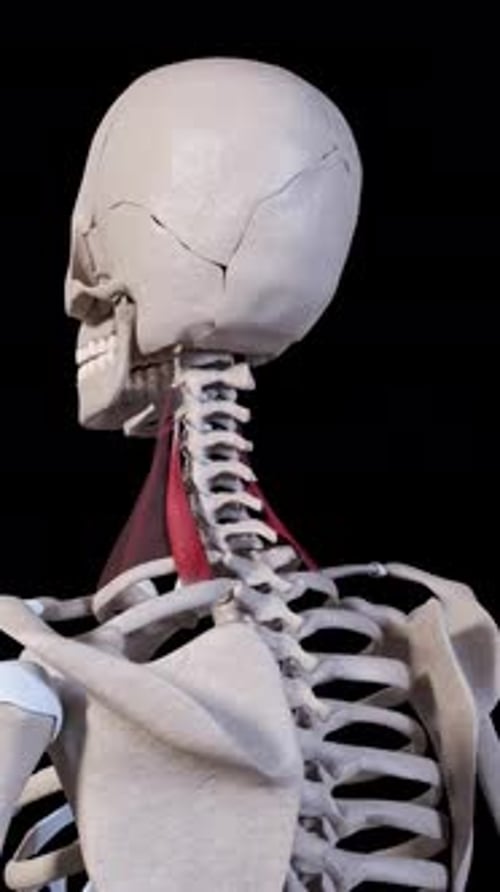 Scalene Posterior Muscle Movement Vertical Video