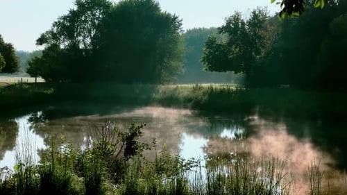 Tree and Sun Rays Morning on the Shore of the Morning Lake