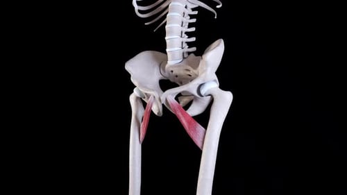 Human Adductor Longus and Pectineus Muscle 3D Anatomy Animation