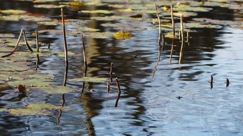 Lotus Flowers Leaves In Water 06