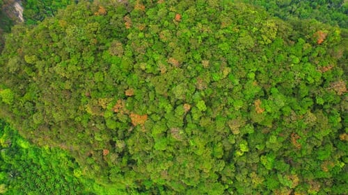 Aerial view over beautiful tropical rain forest