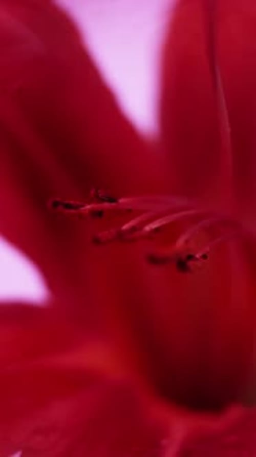 Close Up of Red Flower Stamen and Petals