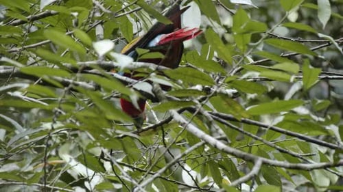 Bunte Papageien (Scarlet schaut vom Baum herunter und flieht dann.