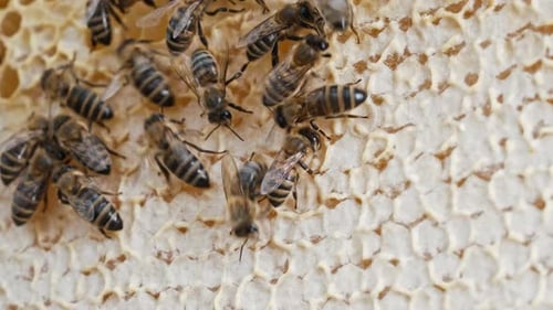 Bees Swarming in Honeycomb Super Macro Footage Insects Working Beehive Honey