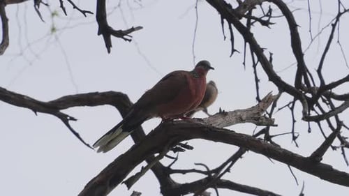 une colombe tachetée mâle perchée dans un arbre avec son compagnon derrière lui