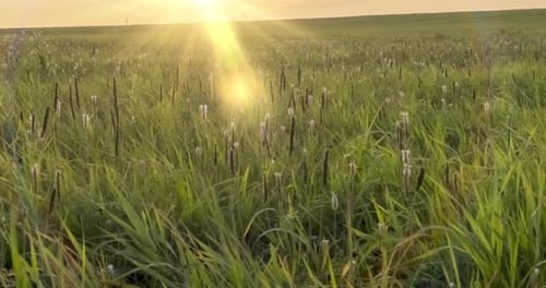 Hügel, Wiese, Zeitraffer im Sommer oder Herbst, wilde, endlose Natur und ländliches Feld, Sonnenstrahlen über