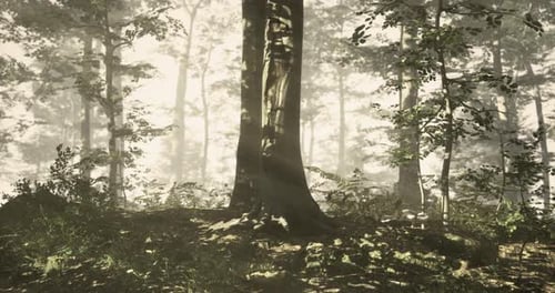 Sunlight Filtering Through Trees in a Serene Forest Landscape