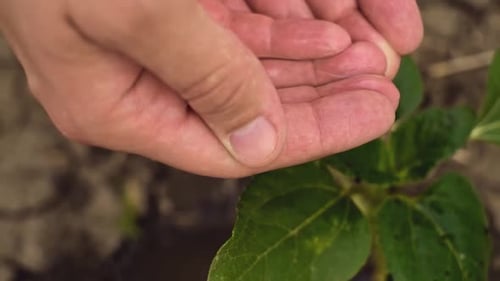 Agriculture. A farmer hand water green sprout. Green seedling in soil. Agriculture concept. Water dr