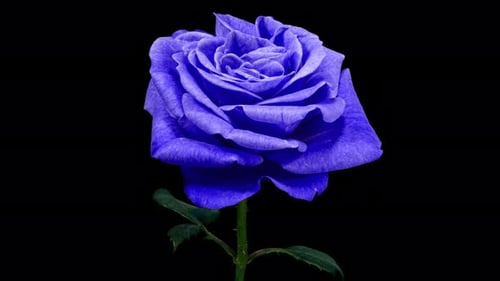 Blue Rose Plant Blooming Flower in Time Lapse on a Black Background. Single One Flower Opens Bud