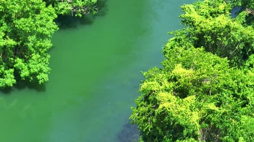 Eine Luftaufnahme zeigt den Fluss, der sanft durch den Wald fließt.