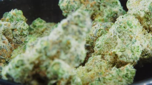 Macro Green Dried Marihuana Buds Close Up Concept Shot, Stapel getrockneter Marihuana-Pflanzen, Orangenblüte