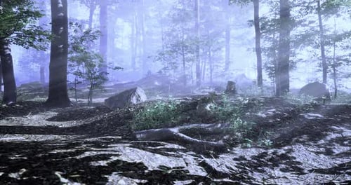 Misty Forest with Sunlight Filtering Through Trees in Early Morning Hours