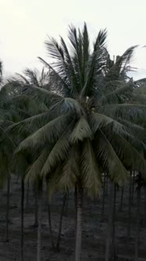 Aerial View of a Palm Tree Field in Thailand
