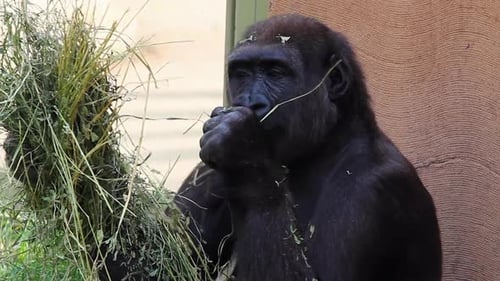 Western lowland zoo gorilla sits by wall and slowly eats grass