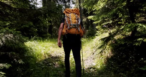 Back View on Man with Hiking Equipment and Backpack Walking in Forest