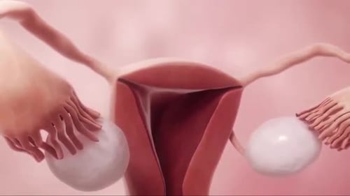 Female Reproductive System Anatomy 3D Rendered Animation