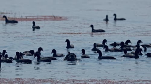 Flock of eurasian coot swimming and diving into water in a lake, keoladeo bird sanctuary, India.