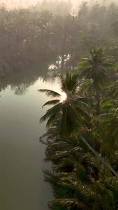 Lush Tropical Landscape with Palm Trees Along a Serene River in Thailand