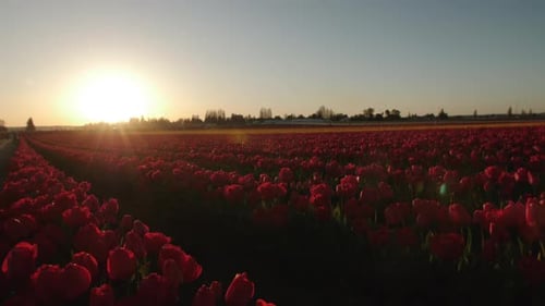 Golden hour sunset over a field of red tulips