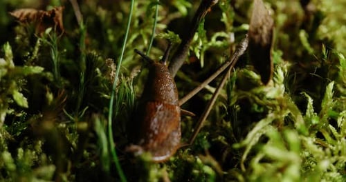 Eine Nahaufnahme fängt eine Schnecke inmitten der Grashalme ein und zeigt ihre schleimige Spur.