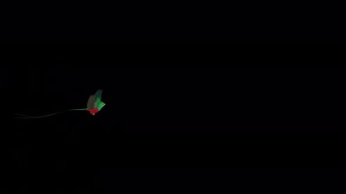 Quetzal Bird - South American Spiritual Symbol - Flying Transition - III - Alpha Channel - 4K