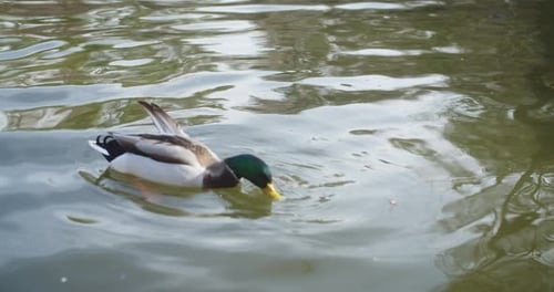 Duck eating while swimming in a lagoon in the famous "El Retiro" park in Madrid. Slow Motion.