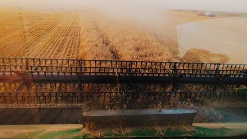 Harvesters for Harvesting Grain While Working View From the Combine Harvester Cab Harvesting