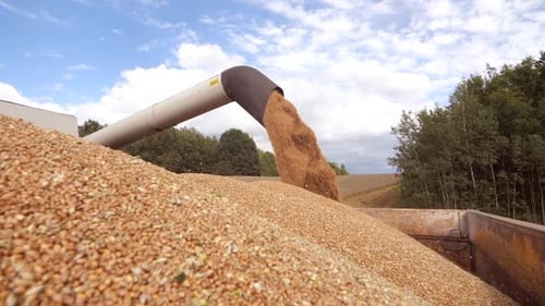 Unloading Grain From Combine Into Truck