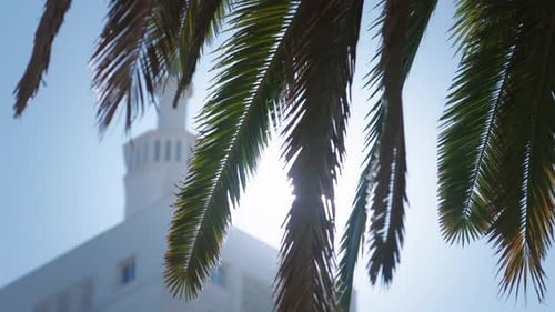 Feuilles de palmier devant une tour de bâtiment floue, avec le soleil qui brille entre les deux