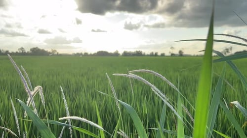 The wind blows the weeds near the rice fields
