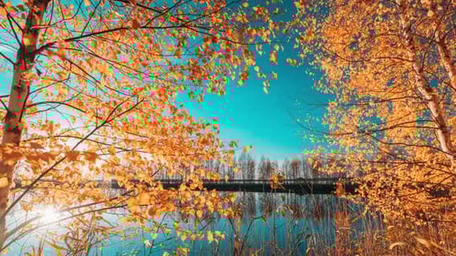 Slider Shot Autumn Forest Woods