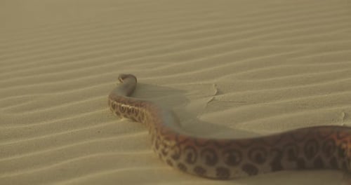 Gros plan d'un gros serpent sifflant en effleurant sa langue en glissant sur le sable loin de la caméra
