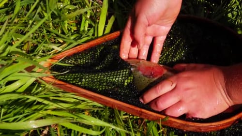 Hands Holding a Beautifully Colored Fish in Net