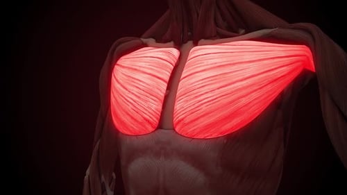 3D Animation of Human Pectoral and Deltoid Muscles Highlighted