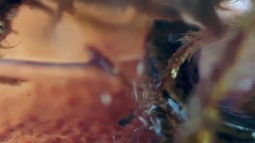 Aquatic Animal Swimming Slowly Underwater Close Up