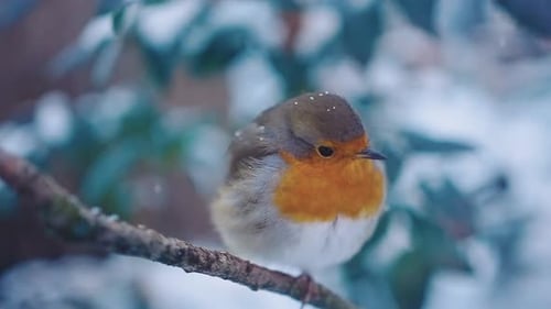 CLOSE-UP Robin bird in the snow flying away.