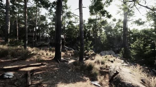 Exploring a Serene Forest Landscape with Tall Trees and Natural Sunlight