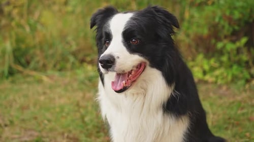 Außenporträt eines niedlichen lächelnden Welpen Border Collie, der auf Parkhintergrund sitzt, kleiner Hund mit