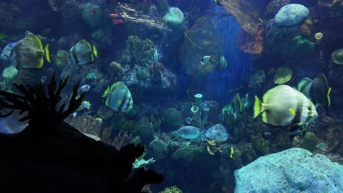 The Aquarium with Different Colorful Fishes The Fishes Swim on a Blue Background in an Aquarium