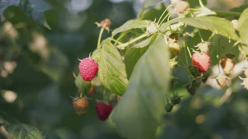 Red Raspberry Close Up