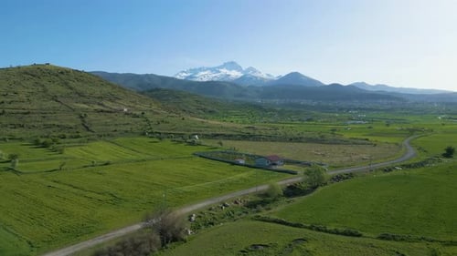 Herd of sheep grazing in the meadow, blooming trees and mountain landscape