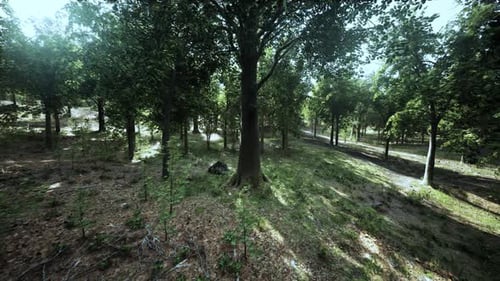 Sunlight Filtering Through Trees in a Serene Forest