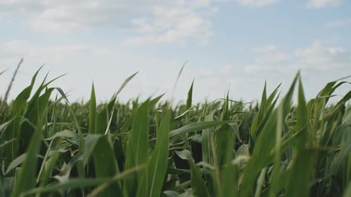 The Wind Shakes the Young Corn at Sunny Day