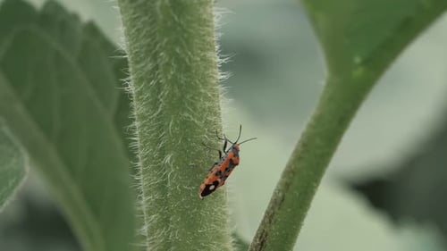 Escarabajo blíster en el tallo de una flor