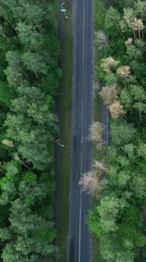 Forest Road Vertical