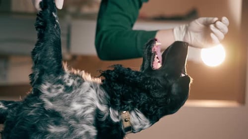 Vertical Video Closeup of Spaniel in a Veterinary Clinic Giving His Paw to the Doctor in