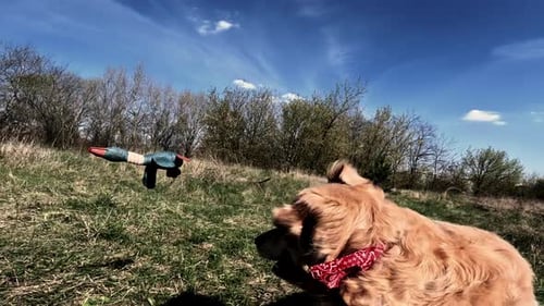 Golden Retriever Plays Fetch with Toy Duck