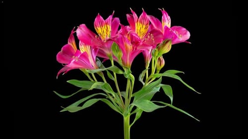 Pink Alstroemeria Flower Blooming Against Black Background