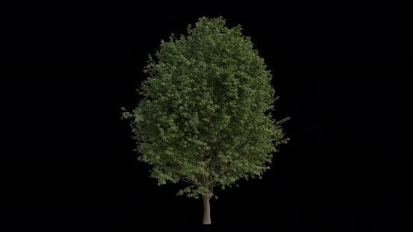 Field Elm Tree blowing in the wind. Alpha Channel. Loop Animation ...