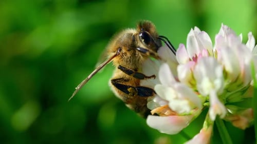 Bee On A White Flower In A Beautiful Spring Day Collecting Nectar - macro shot